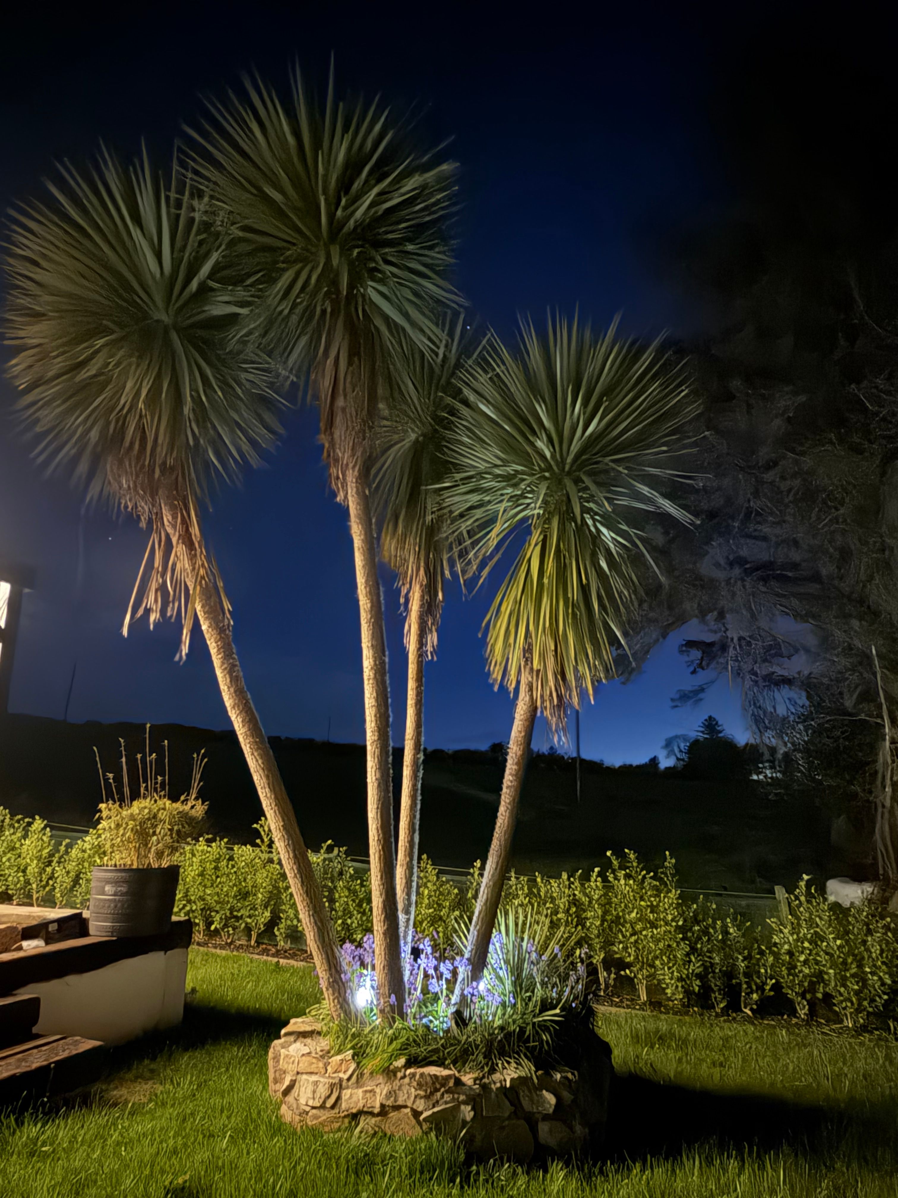 Cordyline palms uplit at night above a dry-stone bed of bluebells
