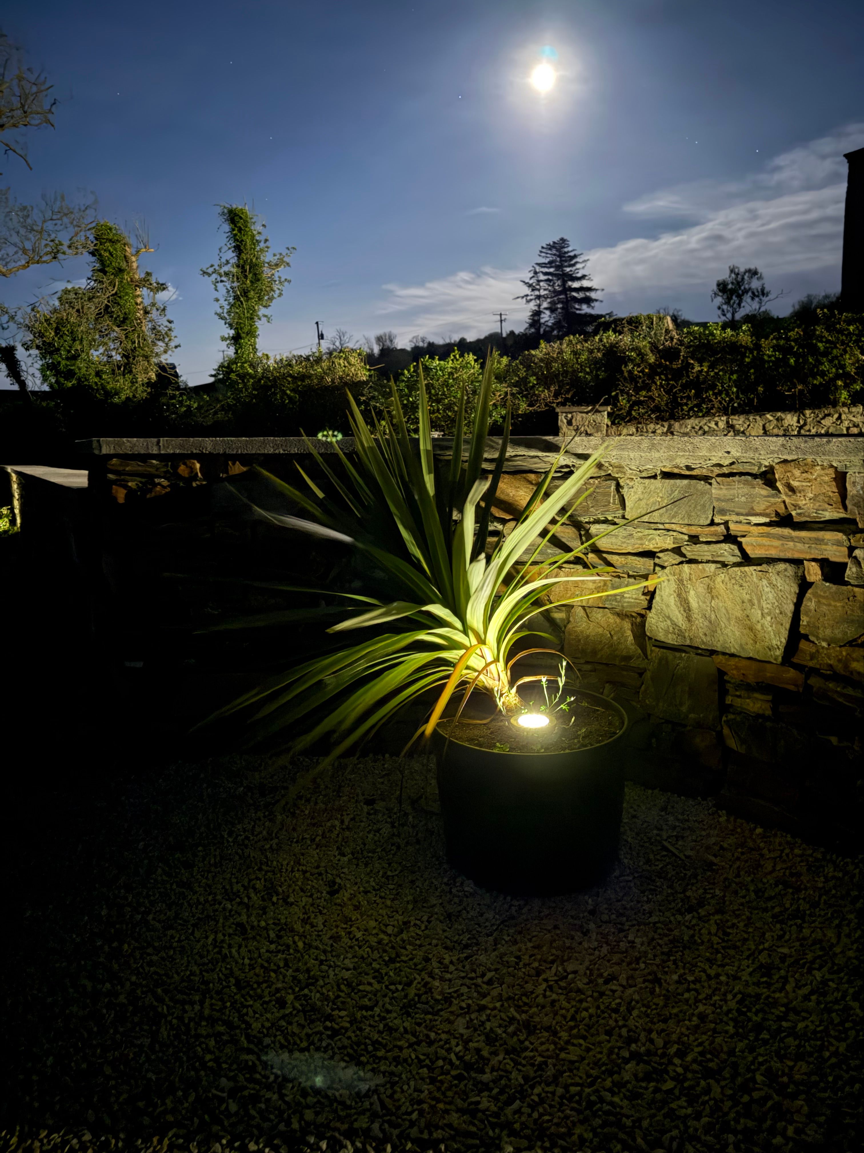 A potted cordyline palm uplit at night with the full moon overhead