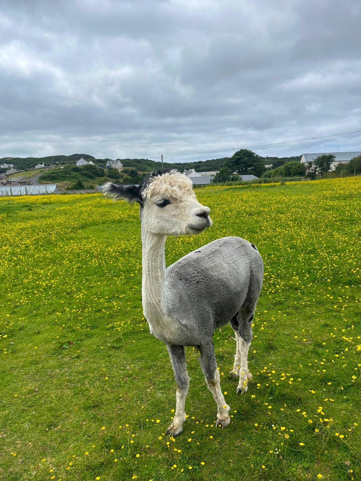 A young child feeding an alpaca by hand at Gráinne Mór Alpacas in Downings