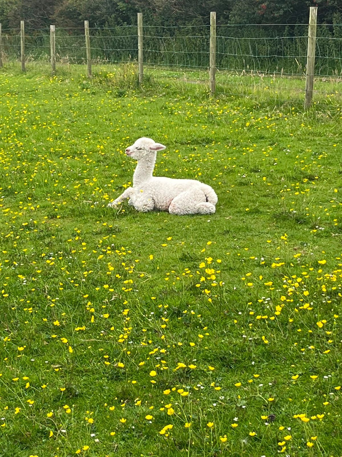A family standing together beside an alpaca enclosure in Downings