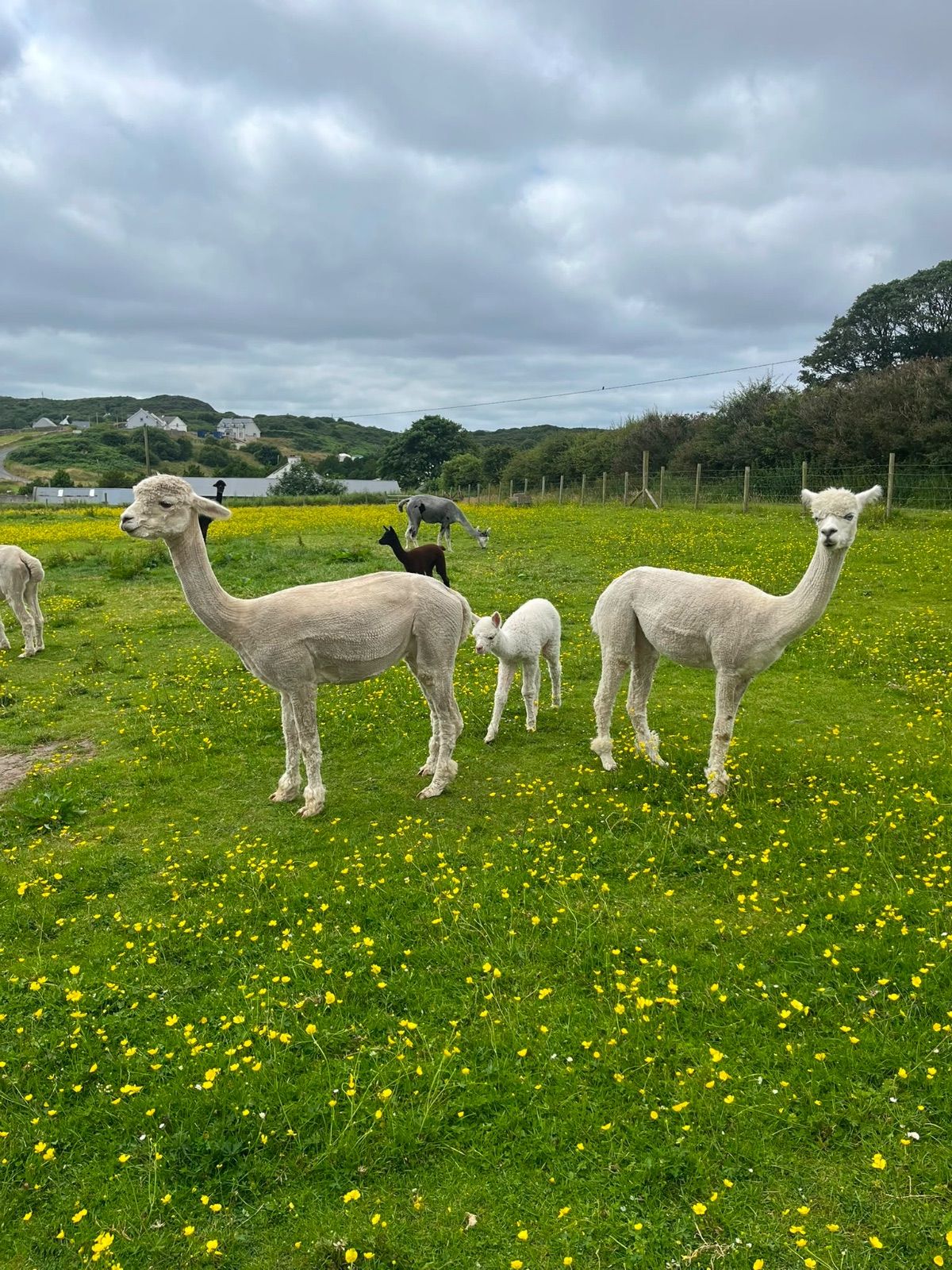 Close-up of an alpaca's face looking directly at the camera in Downings