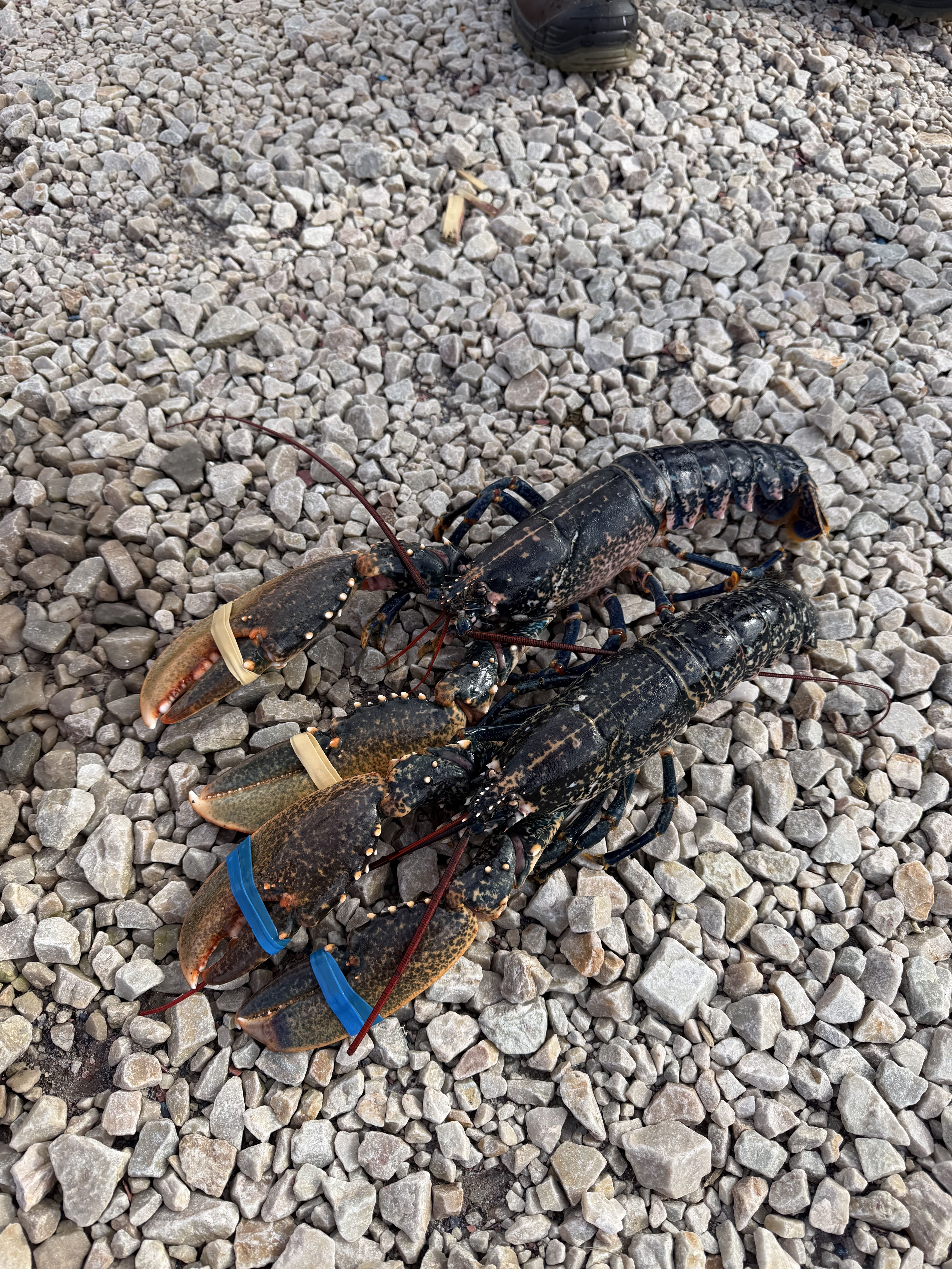 Two live native lobsters on pale grey gravel, their claws banded, the shells a deep blue-black flecked with cream.