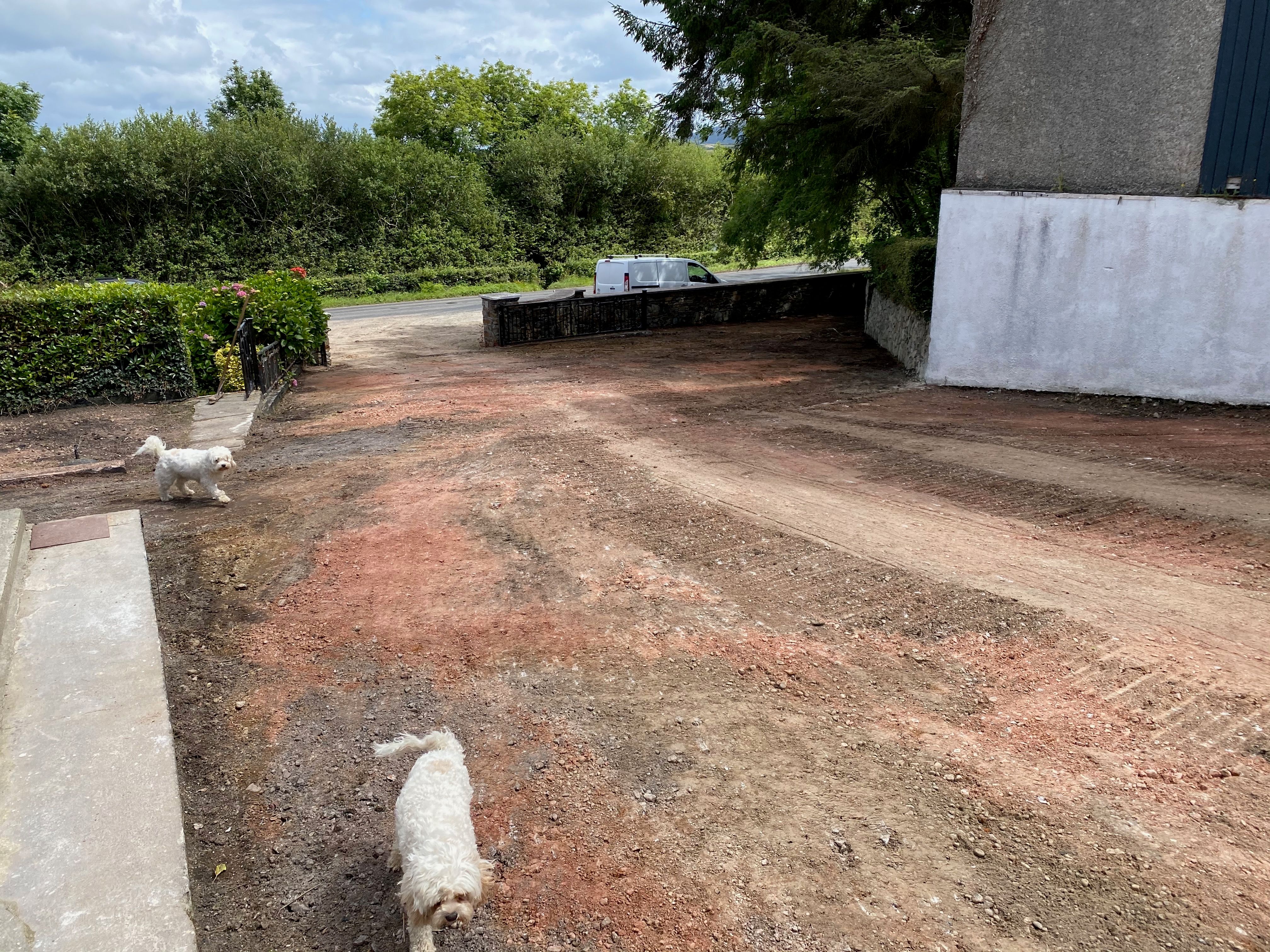 The two dogs on the new gravel by the road, the thinned hedge and Mulroy Bay visible across the way.