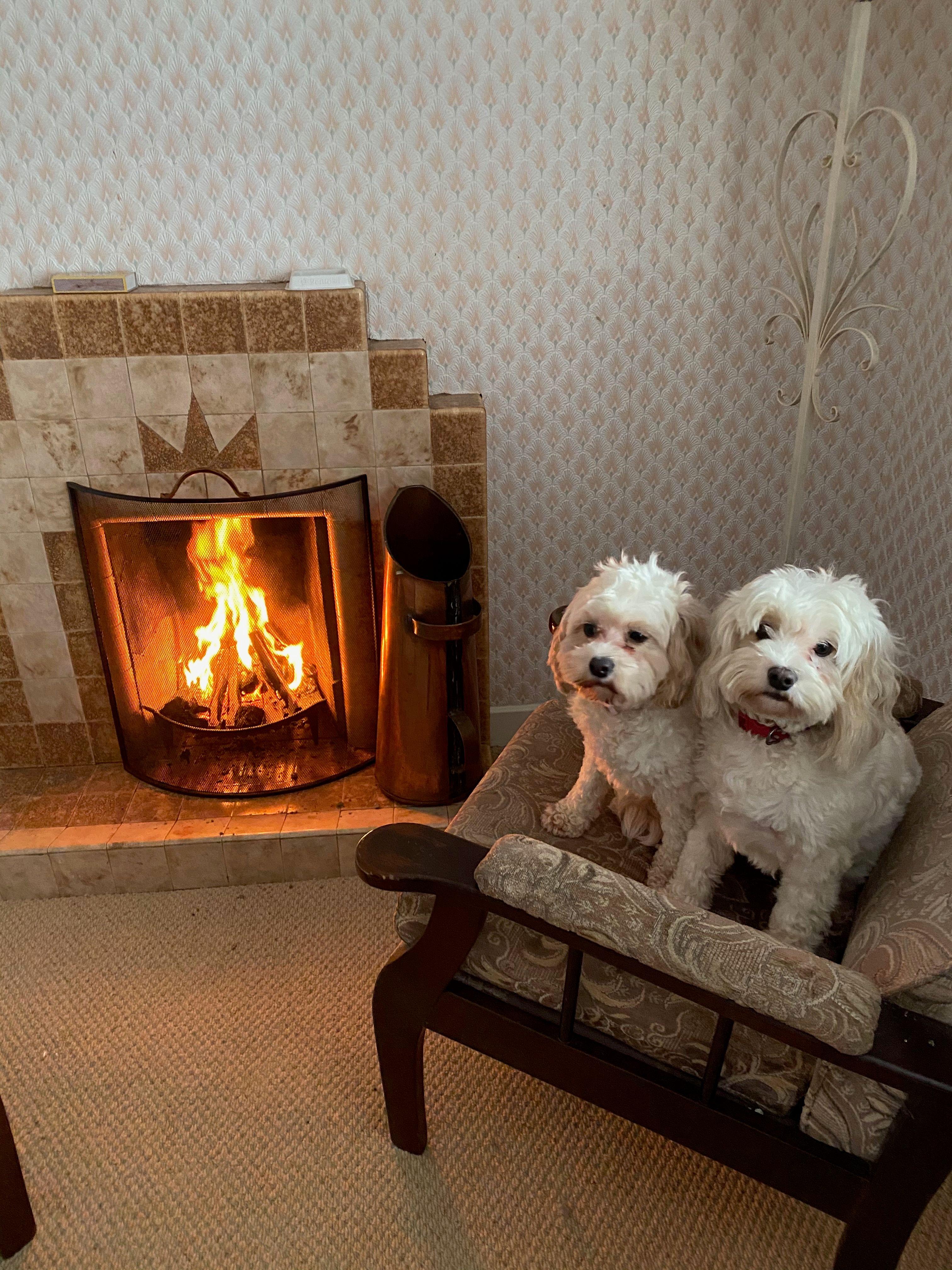 Poppy and Daisy, two small white dogs, settled together on a bench by the lit fire in the old sitting room.
